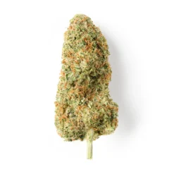 CHEESE (CBD)